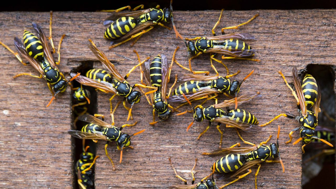 how to get rid of wasps