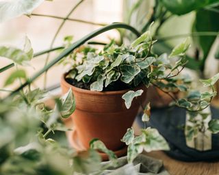 ivy growing in pot