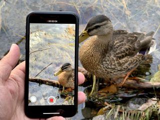 iPhone XR recording video of duck