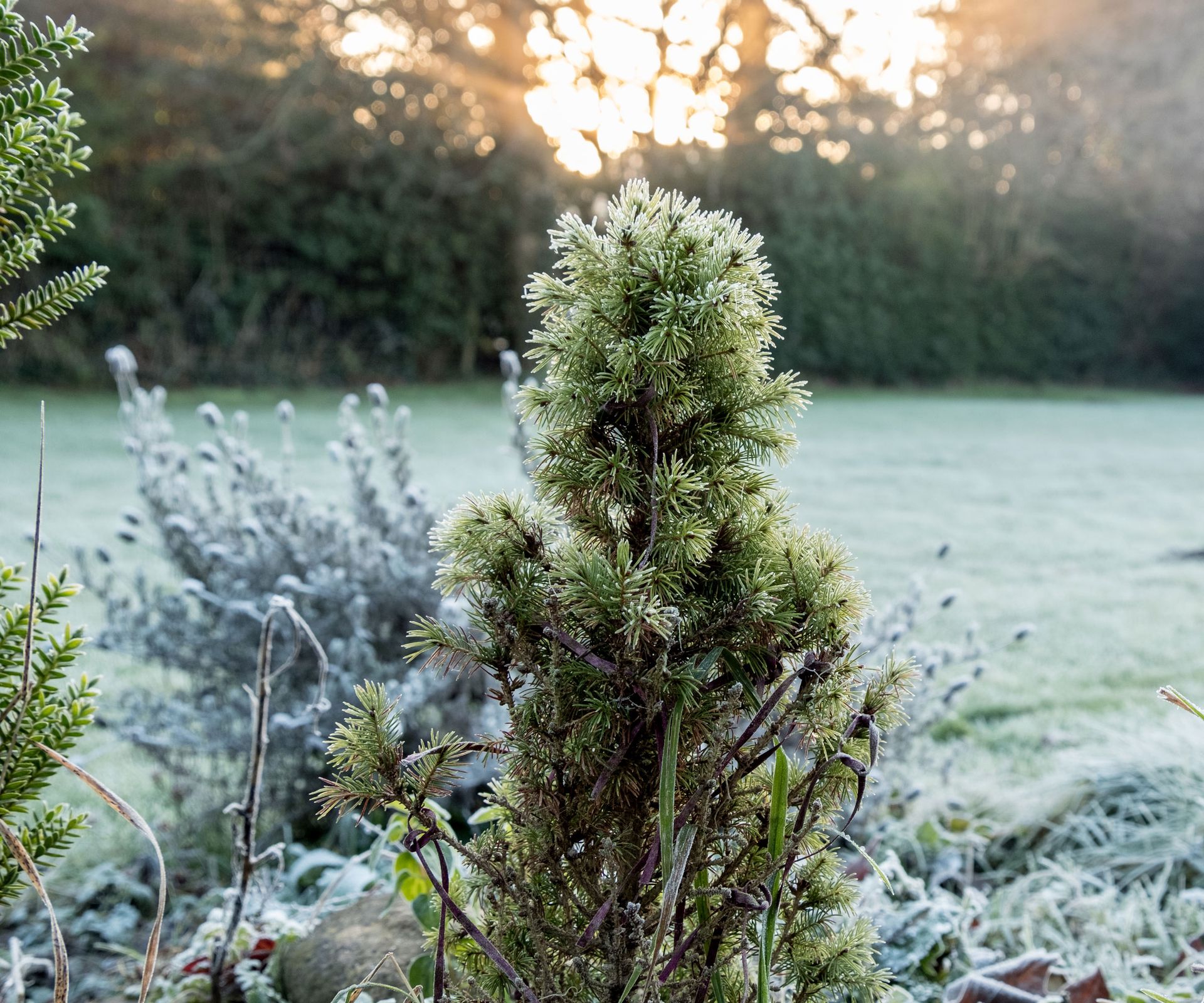 evergreen shrubs and plants with late fall frost