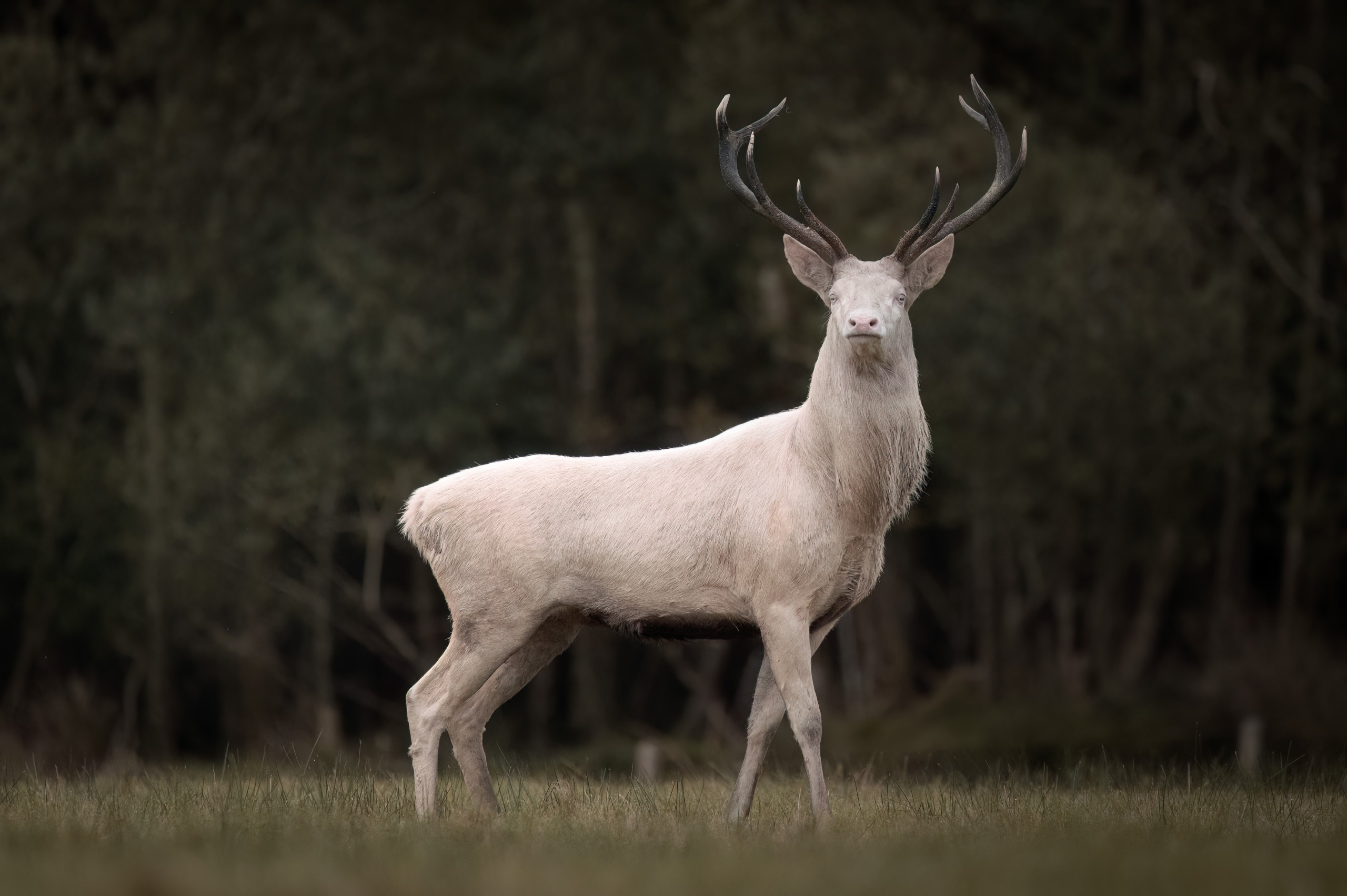 A photograph by Brian Johnston of a rare albino male red deer