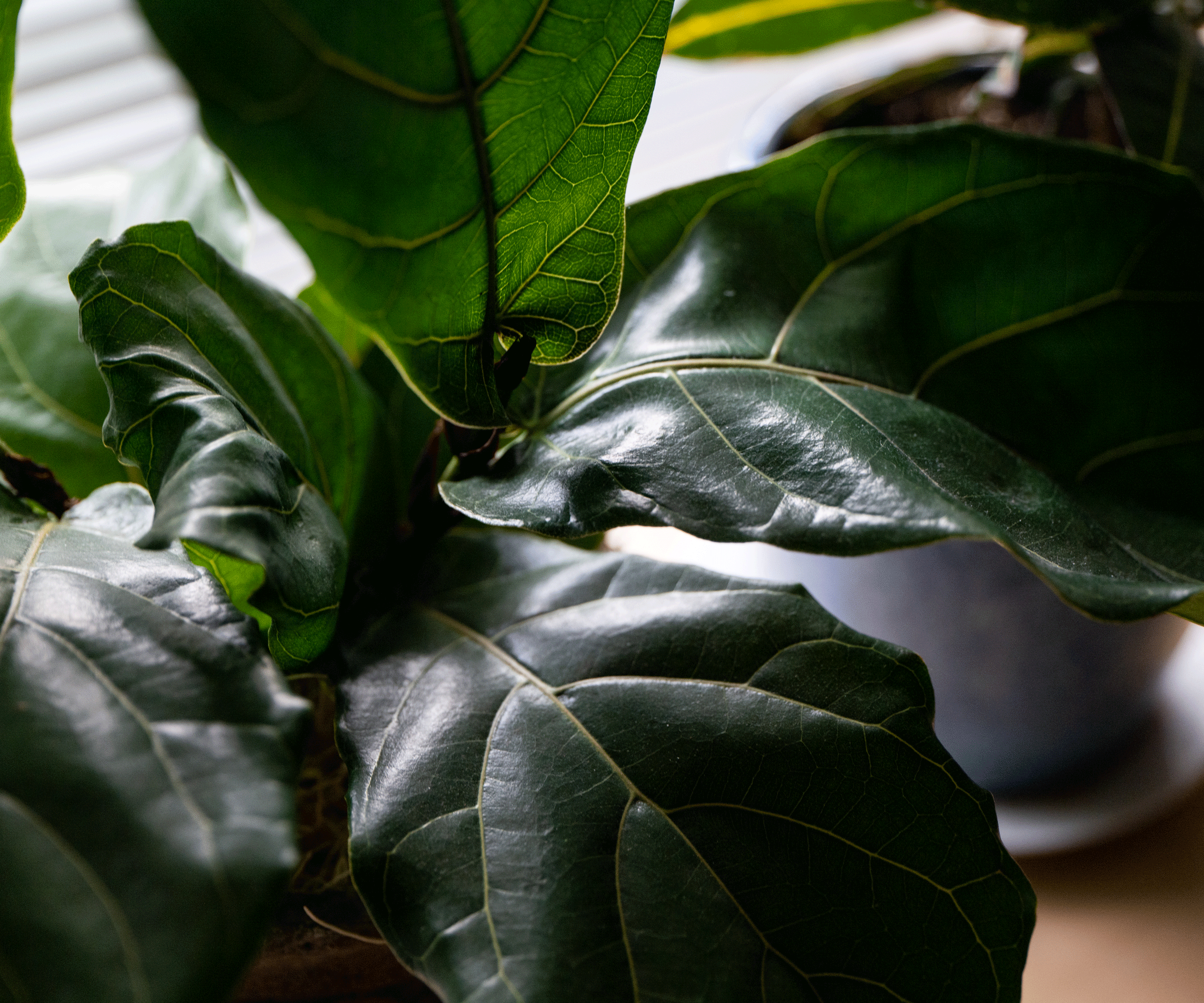 dark green fiddle leaf fig leaves