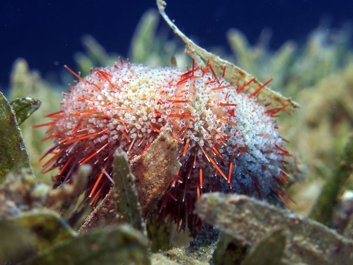 Sea Urchins Launch Their Weird Mobile Jaws to Scare Predators | Live