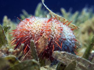 A collector sea urchin may look benign, but if a predator comes near it will release a cloud of toothy jaws. 