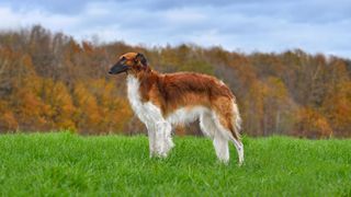 Borzoi with a forest in the background