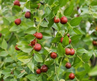 Fruit on the jujube tree