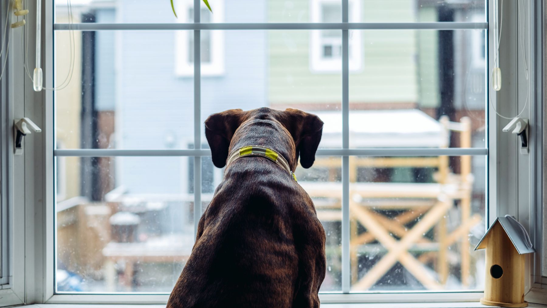 Want to stop your dog barking at the window? Canine trainer reveals an