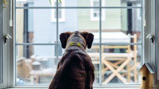 Dog barking at window