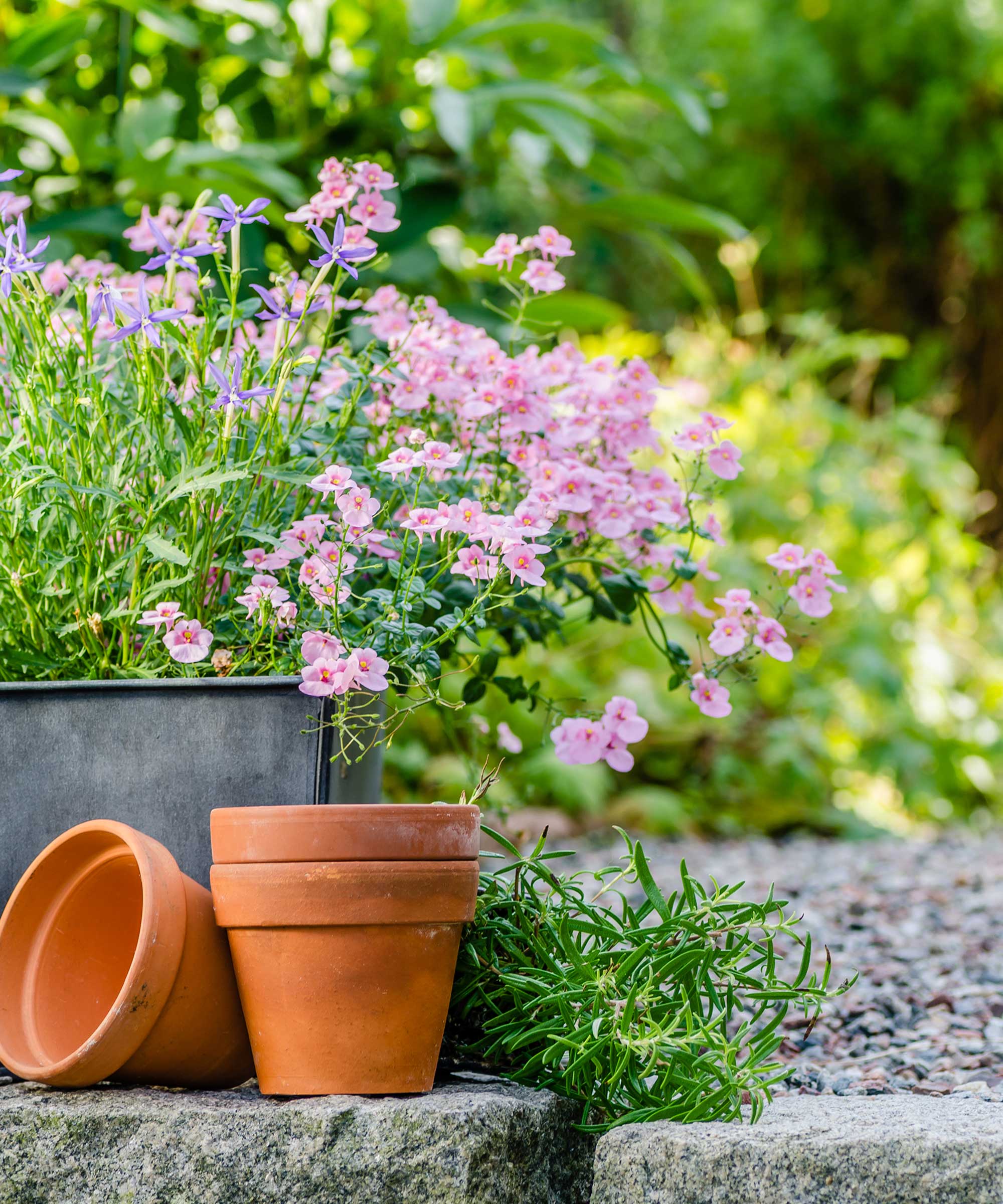flowers in plant pots