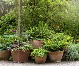 Container with shady loving plants, ferns. heuchera