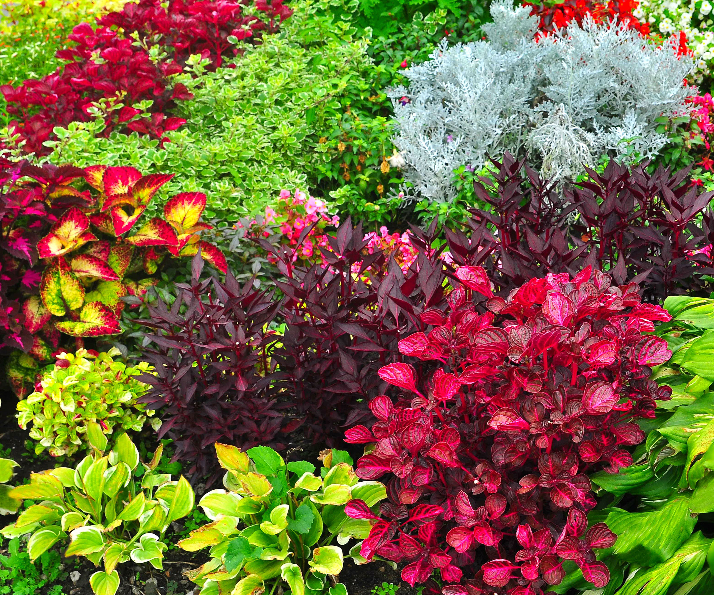 mixed shade plants growing in garden border, including coleus, hosta, and dusty miller