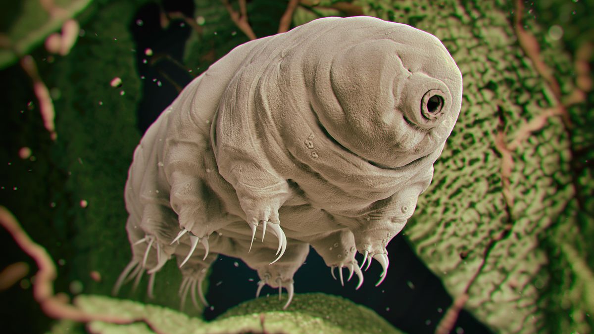Even Seemingly Indestructible Tardigrades May Not Survive Climate Change - Livescience.com