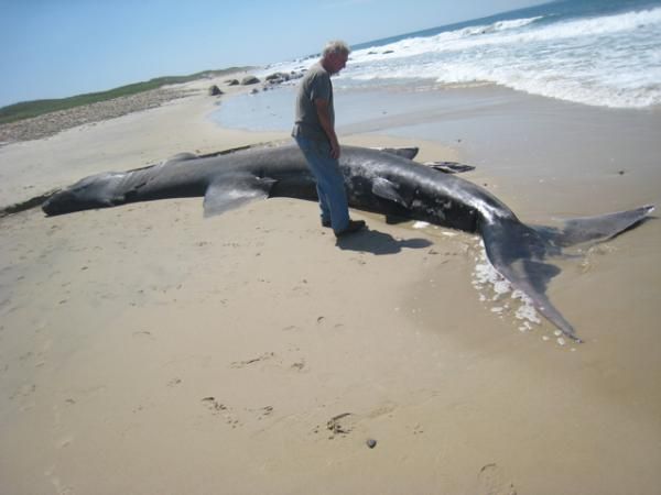 Mike's dad checks out a basking shark