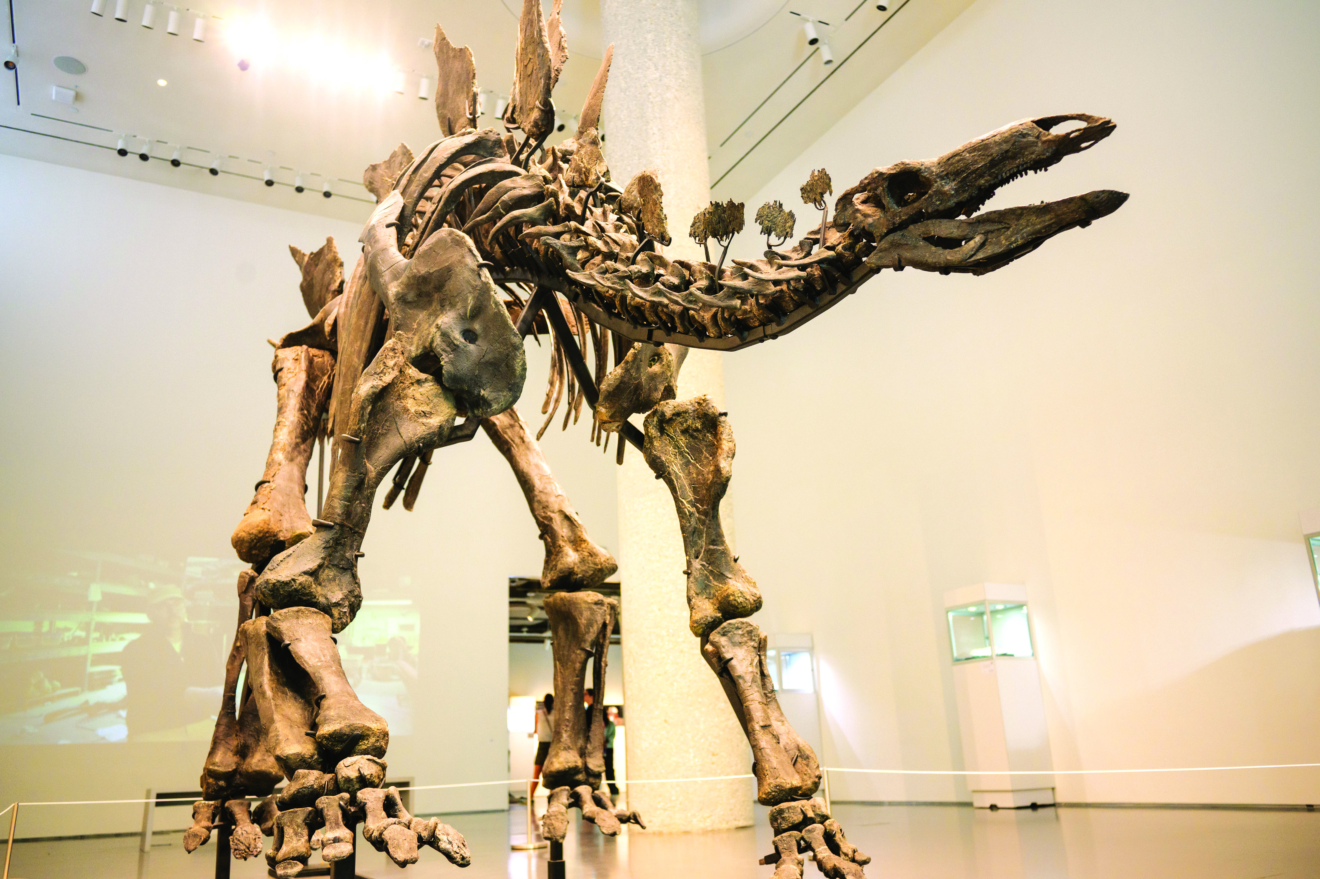 Dinosaur fossil in a museum