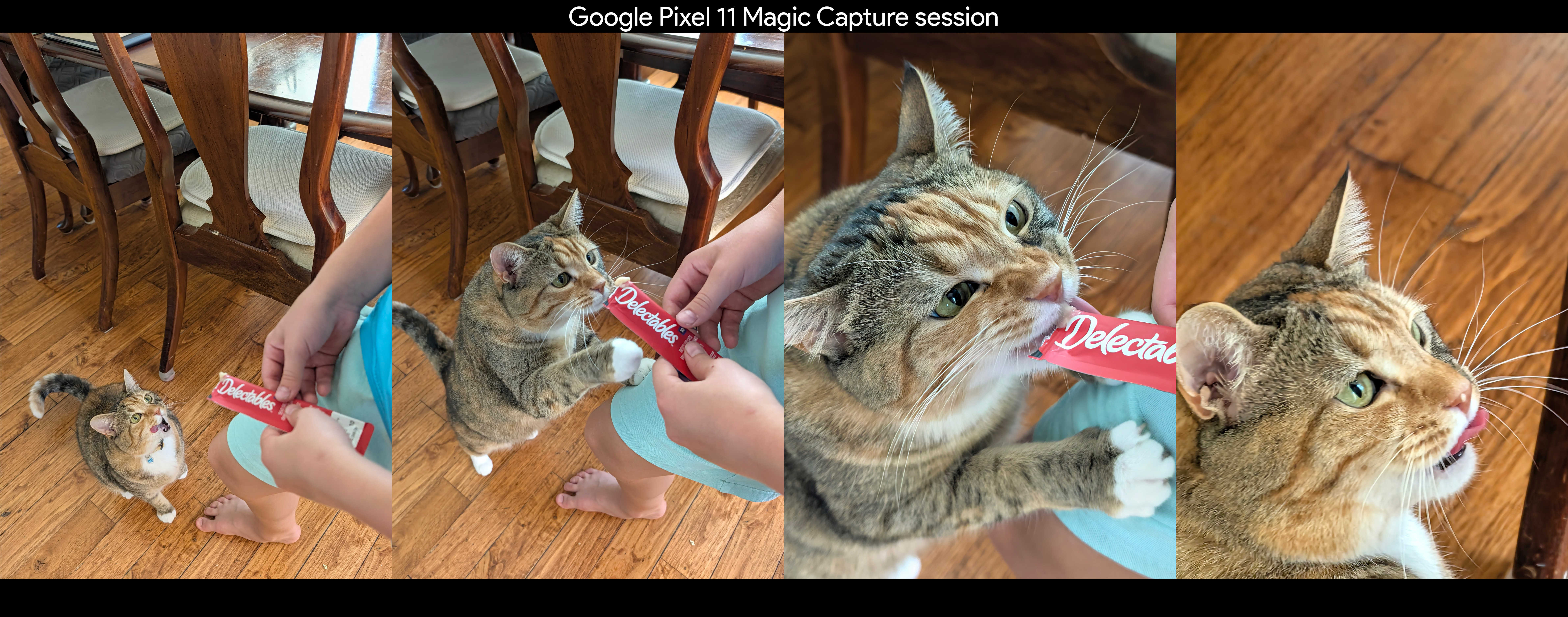 Four photos of a cat eating a snack taken via Magic Capture on a Google Pixel 11 Pro