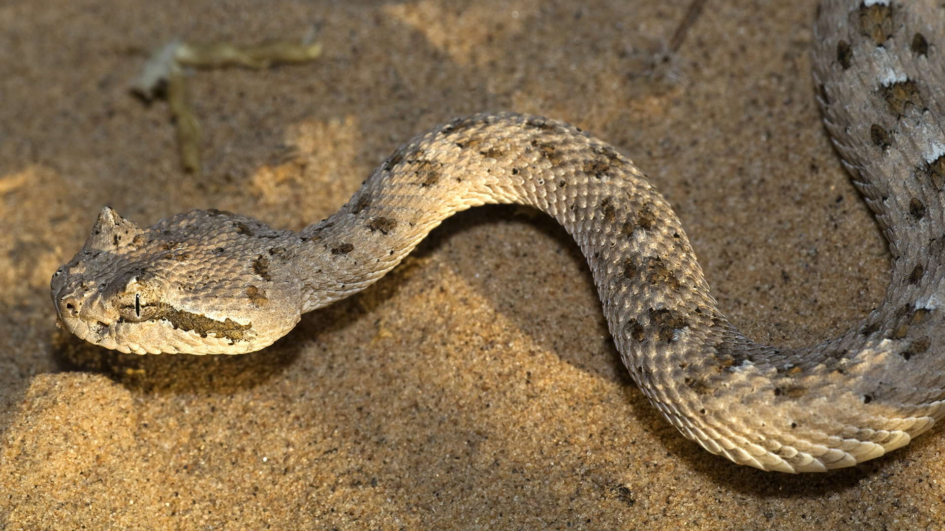 A sidewinder rattlesnake (Crotalus cerastes) in Death Valley National Park, California.