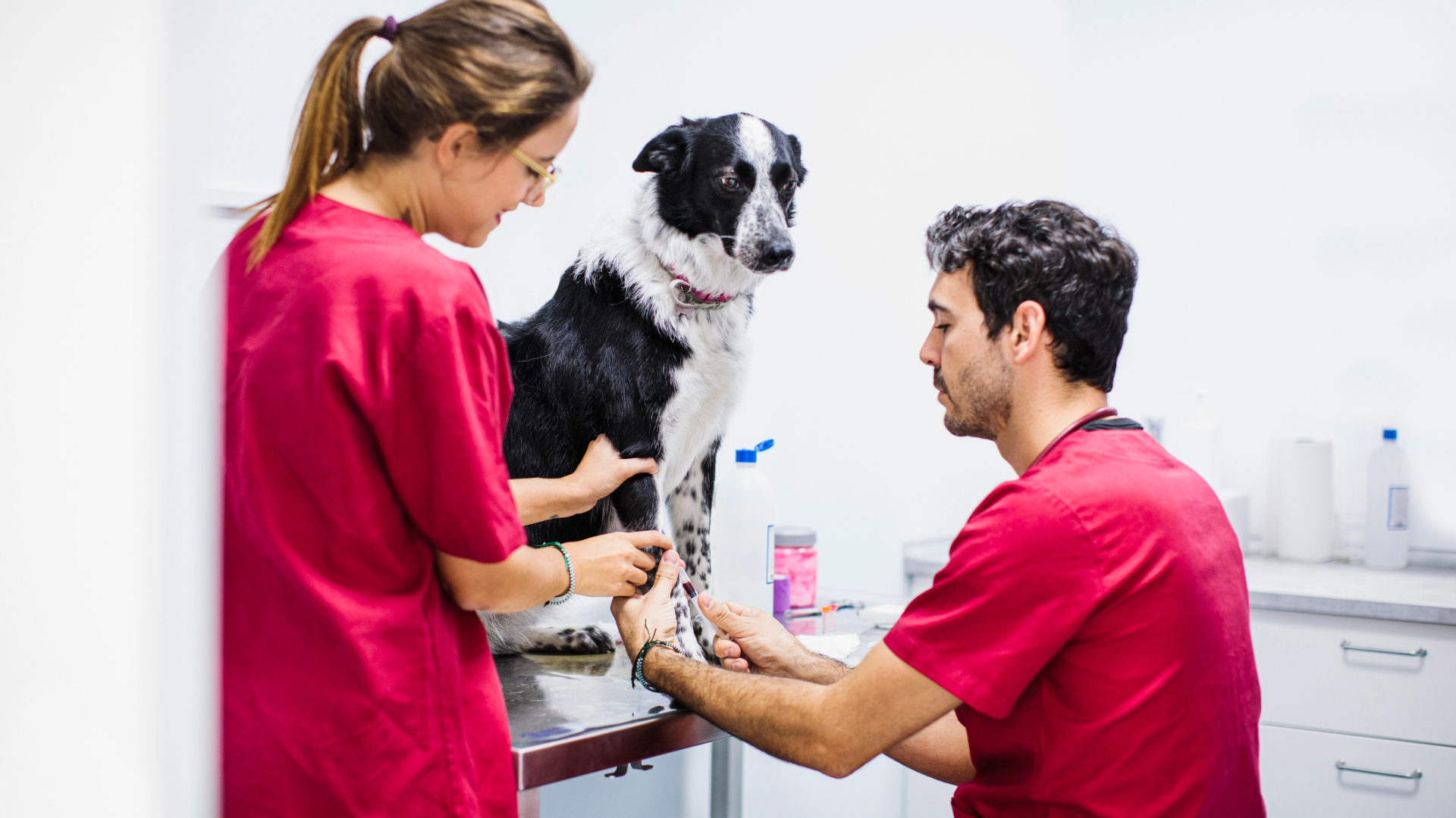 A dog having a blood test at the vets