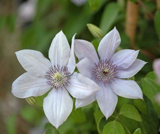 White clematis flowers in bloom with green foliage