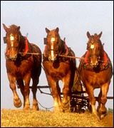 Suffolks_-_cropped_copy.jpg
