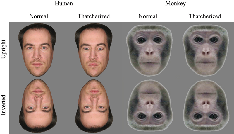 8 Human-Like Behaviors of Primates | Live Science