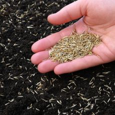 Hand spreading grass seeds