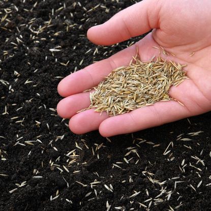 Hand spreading grass seeds
