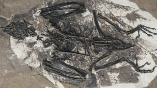 The fossilized remains of C. zhui.