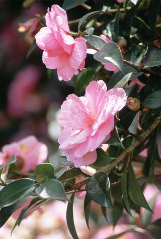 Camellia shrub with pink flowers in full bloom