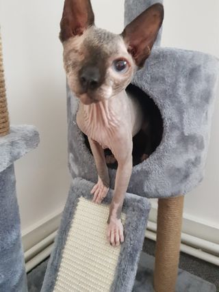 RSPCA Appeal: Would you give an ‘ugly pet’ a forever home?