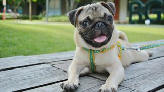 One of the best dog breeds for first-time owners: Pug outside