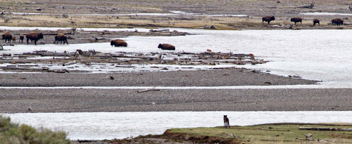 A wolf stalks a bison calf, Montana wolf hunting