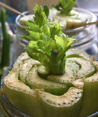 Celery sprouting from scraps in water