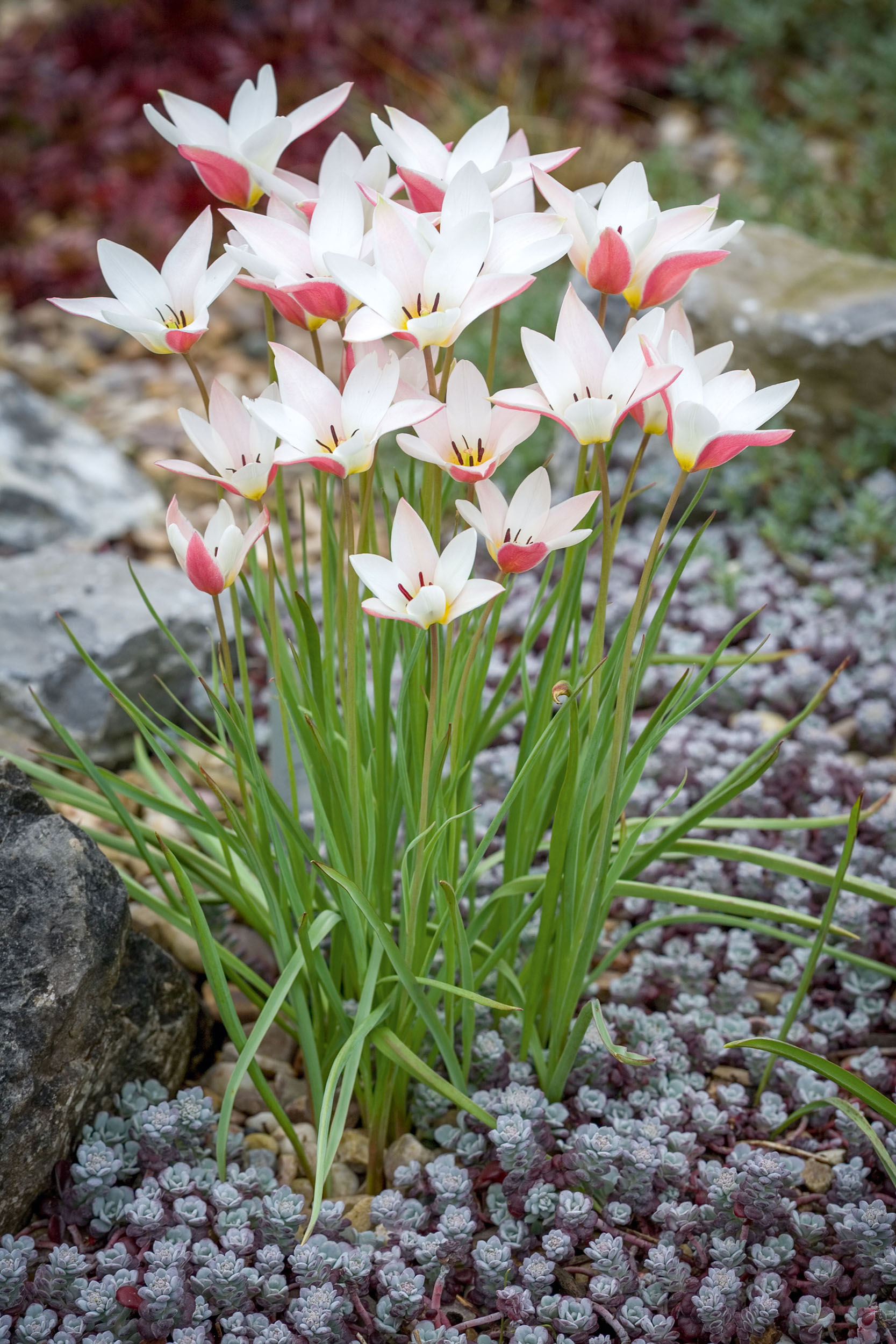 Tulipa clusiana 'Lady Jane' growing out of a carpet of Sedum spathulifolium 'Pupureum'. Shows pink colouring on underside of petals