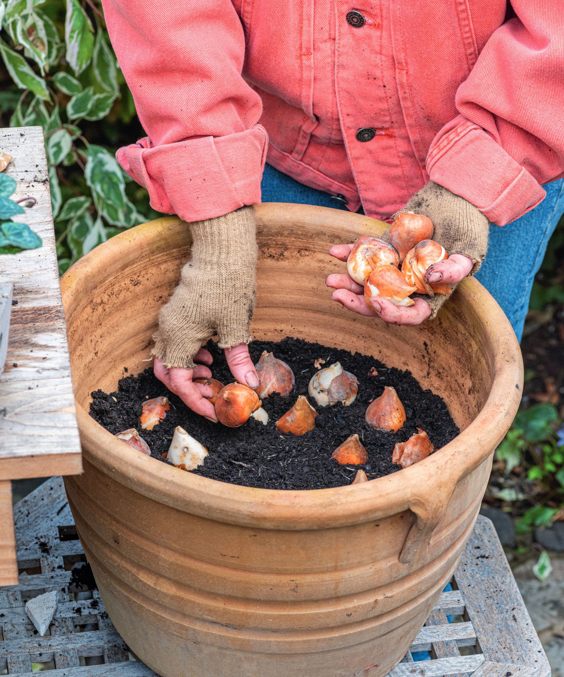 Planting parrot tulip bulbs in a terracotta planter