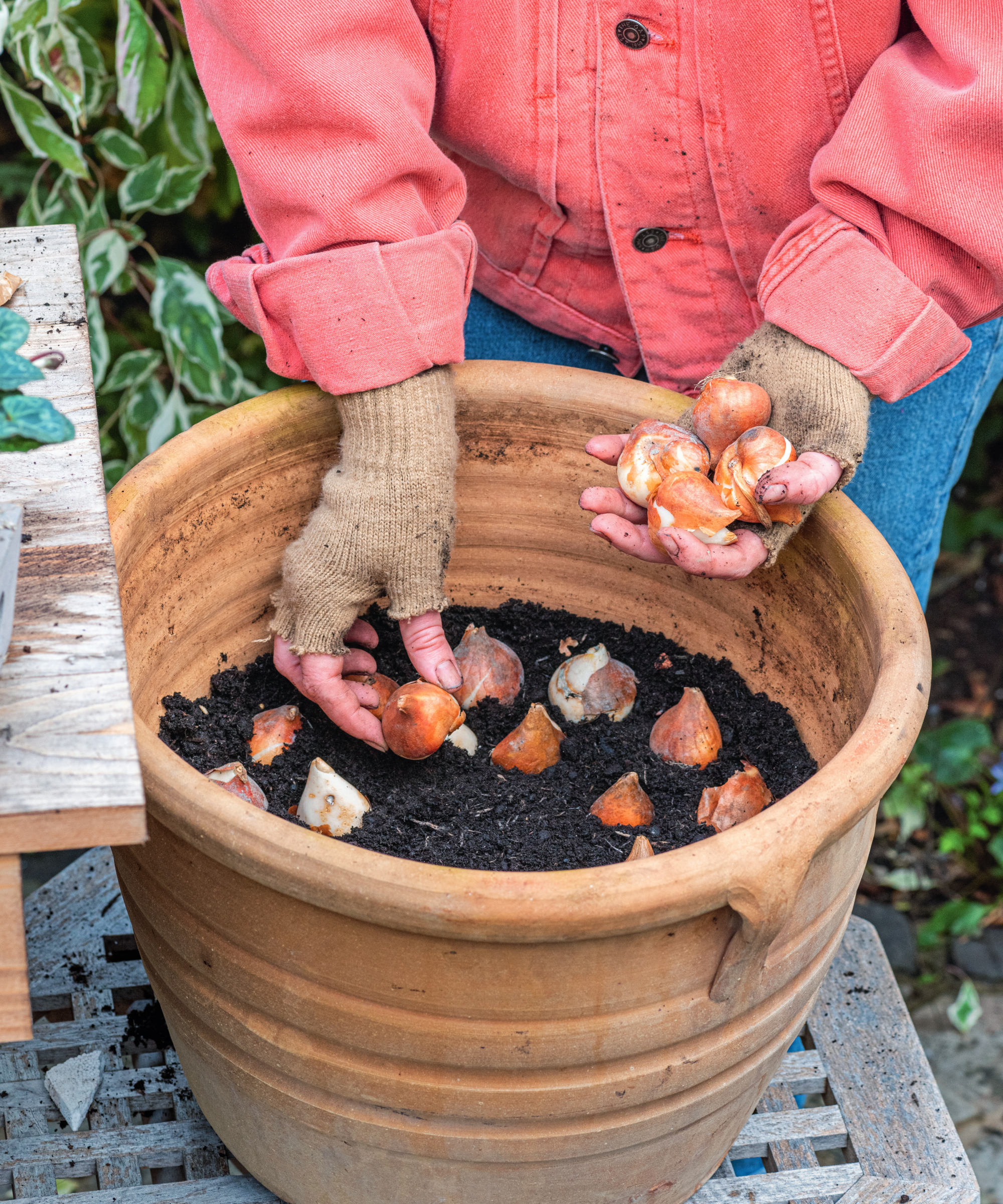 Planting parrot tulip bulbs in a terracotta planter