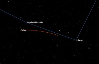 The path of Pallas over the next 14 days carries it parallel to the stars Lambda Hercules and Sarin. The labeled dot is Pallas’ position on June 11, and the dots to the right mark its daily travel westward.