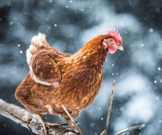 Domestic Eggs Chicken on a Wood Branch during Winter Storm