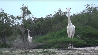 Two rare white giraffes spotted in Kenya's Ishaqbini Hirola Community Conservancy in 2017. 