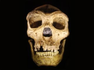 Here, a cast from a reconstructed Neanderthal skull. Researchers just examined tooth shape among Neanderthals, humans and our close relatives to figure out when the groups diverged.