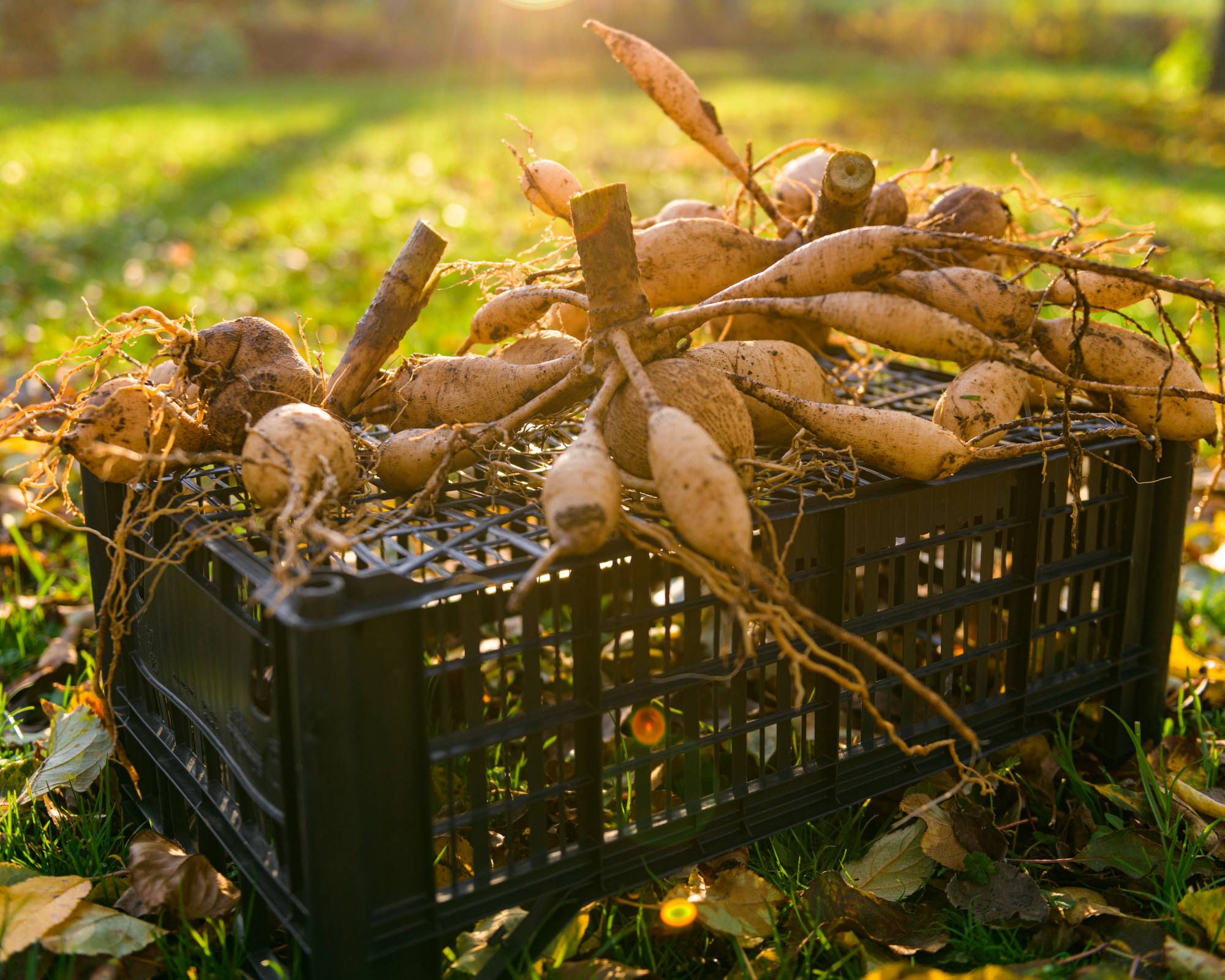 Lifter dahlia tubers are an example of how to store bulbs over winter