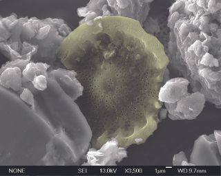 Pseudocolor image showing a diatom from 25,000-year-old Taupo volcanic ash in New Zealand.