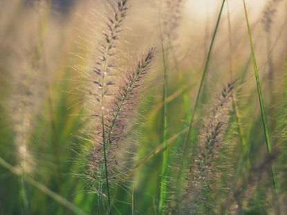 Many tufted seed heads of sweet vernal grass growing outdoors