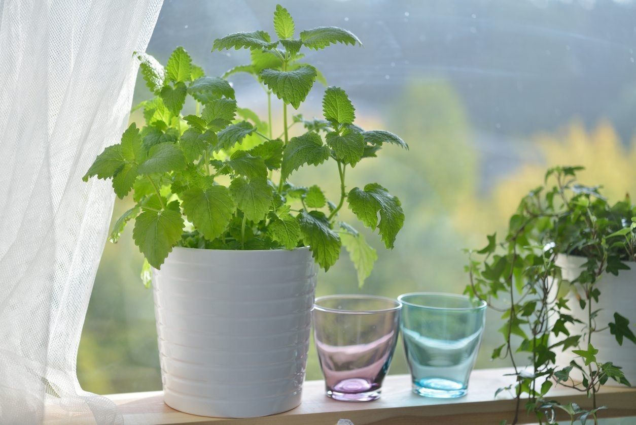 indoor lemon balm