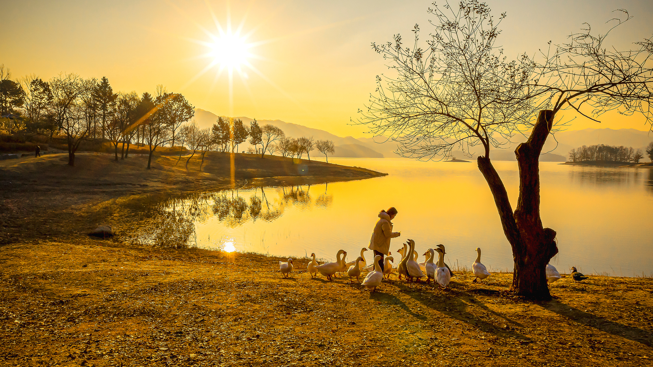 A person stands near a lake at sunset, surrounded by geese, with a glowing sun reflecting on the water and silhouetted trees