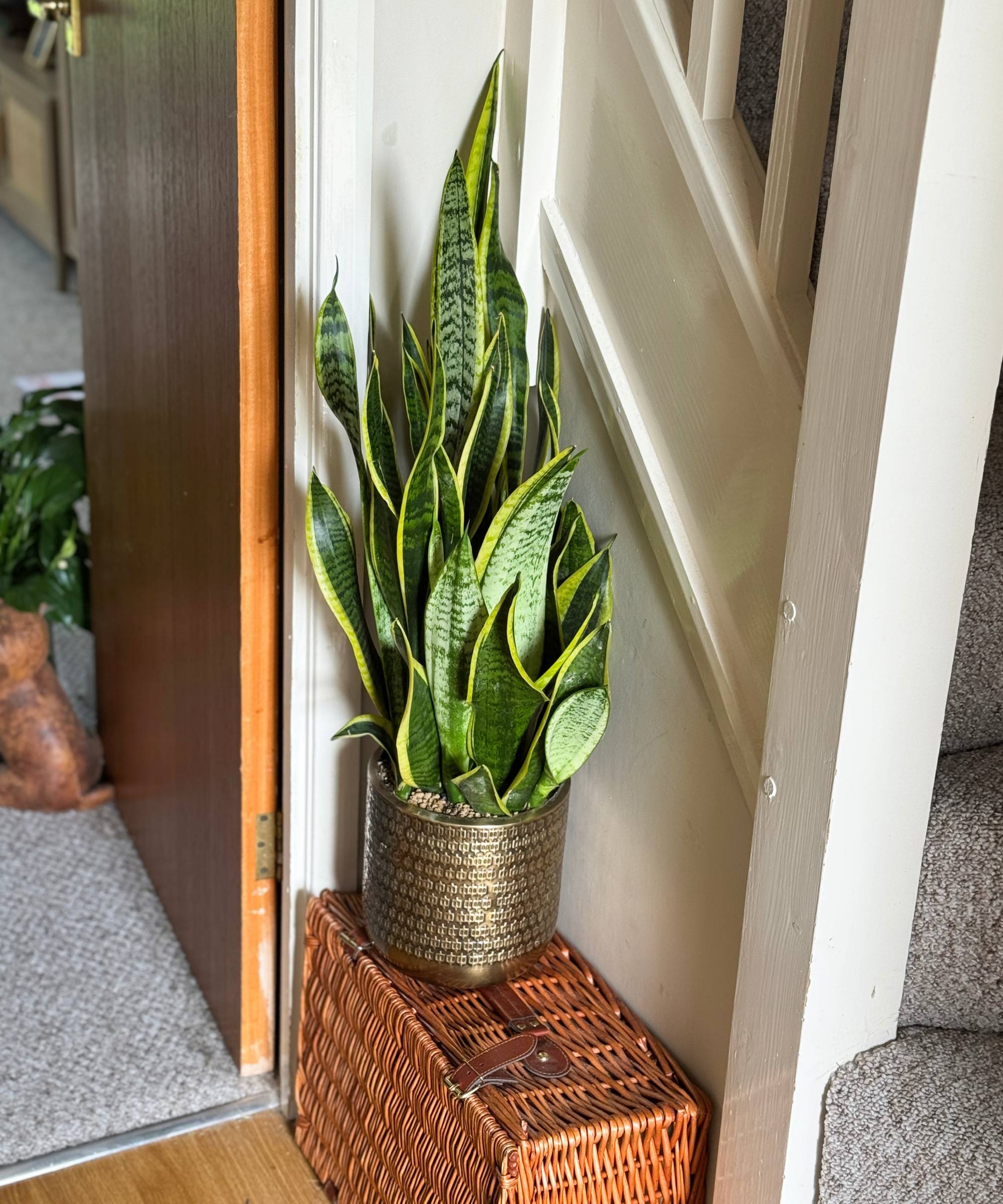 Snake plant on basket in entryway