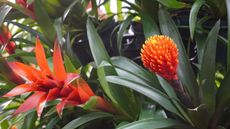 Red bromeliads at RHS Garden Wisley