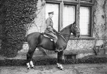 War_Horse.jpg