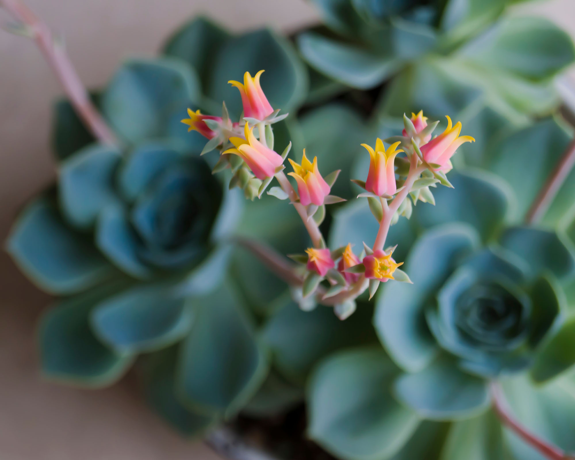 Pink and yellow flowers of Echeveria Elegans succulent
