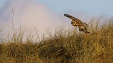 In quiet does the owl reign, swooping on noiseless wings from shrouded trees. Credit: Getty Images