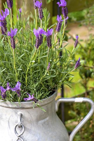Close-up image of pretty, scented lavender flowers planted in a French, Aluminium Milk Churn